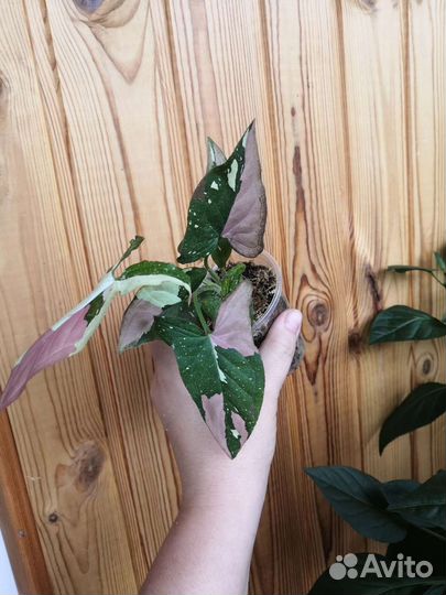 Сингониум red spot 4th color