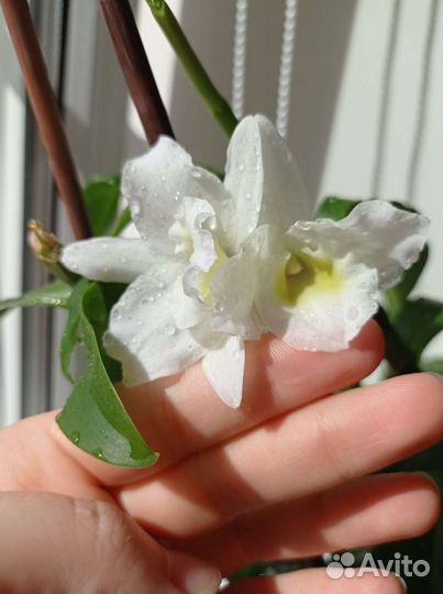 Орхидея дендробиум Нобиле