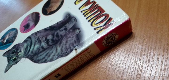 Кошка в доме книга о кошках