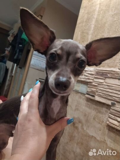 Мини той-терьер щенок