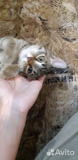 Отдадут двух красивых котят