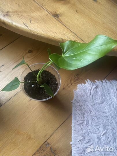 Антуриум Намора