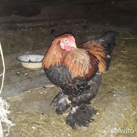 Петух Брама