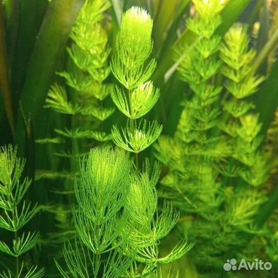 Роголистник