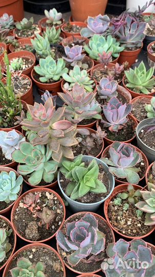 Суккулентная теплица