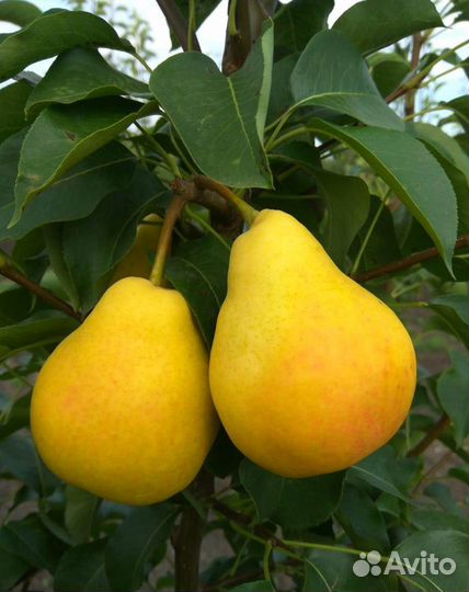 Плодовые деревья. Из питомника