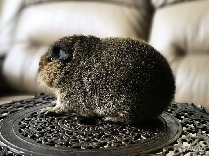 Морская свинка Американский тедди