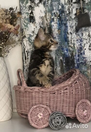 Бенгальские котята