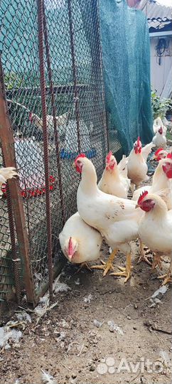 Петушки, для бульона Ломан Браун