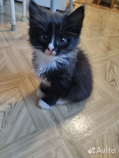 Котята девочки