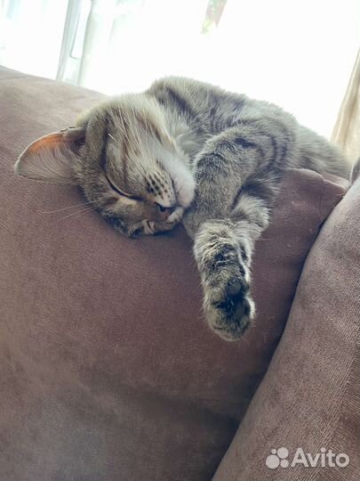 Молодая кошечка в добрые руки