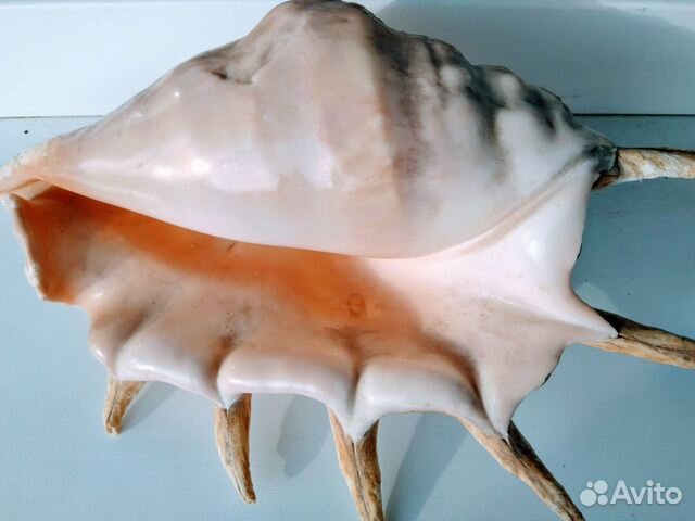 Ракушка натуральная Большая Красное море 30 см