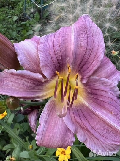 Лилейники сортовые