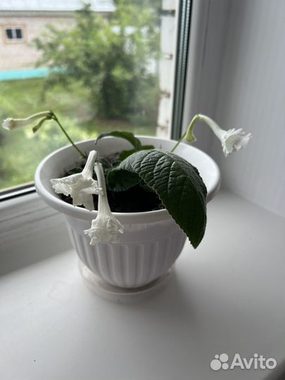 Стрептокарпусы