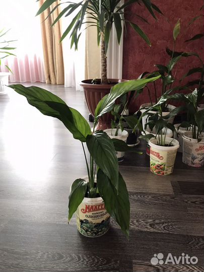 Спатифиллум