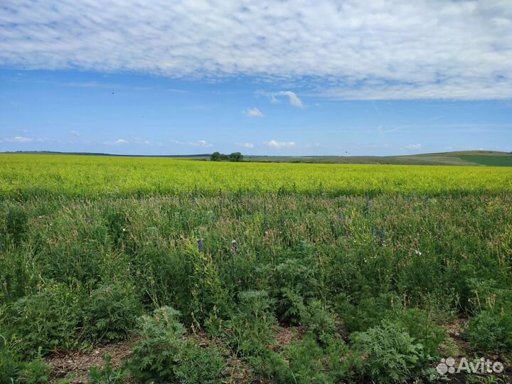 Мёд донниковый 2023г