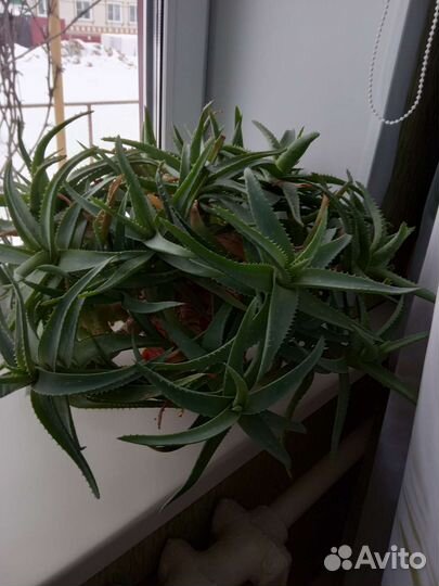 Дефенбахия и другие комнатные цветы