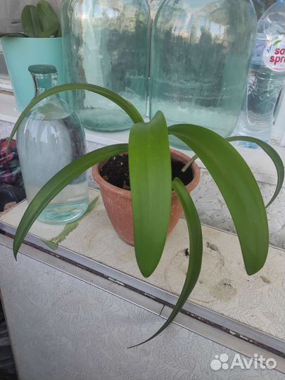 Гиппеаструм комнатное растерие