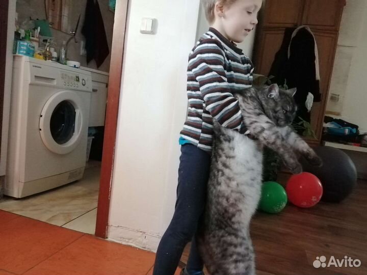 Британский кот на вязку