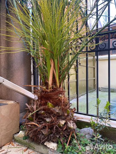 Финиковая пальма