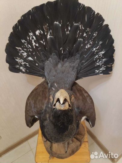 Чучело глухаря