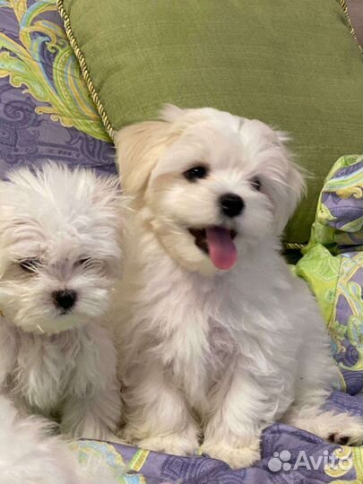 Мальтипу f1 щенки мальтипу