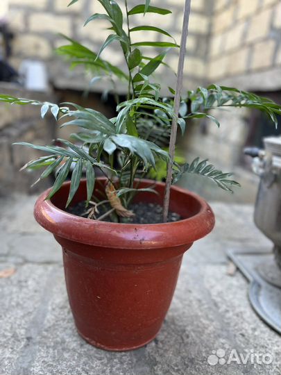 Пальма хамедорея