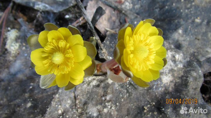 А Д О Н И С Ы