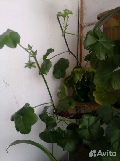 Ампельная герань