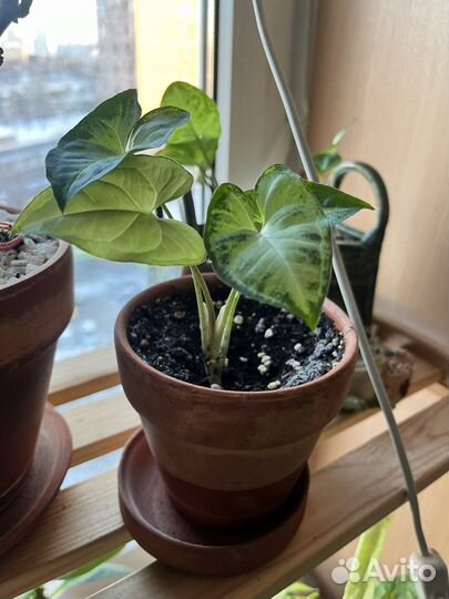 Сингониум с горшком