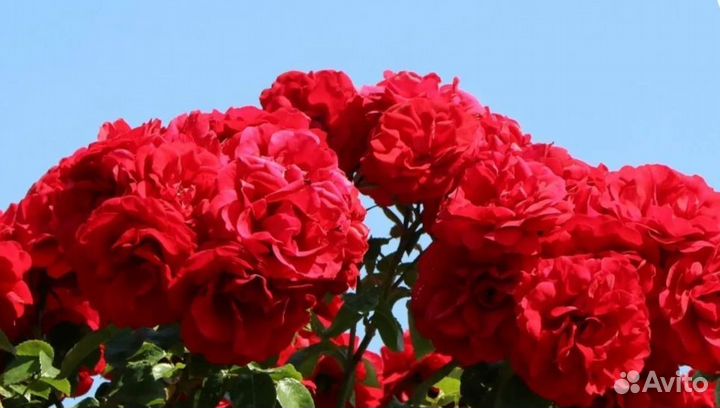 Роза плетистая Амадеус