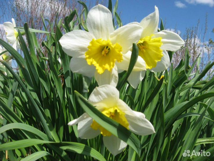 Многолетние растения для сада