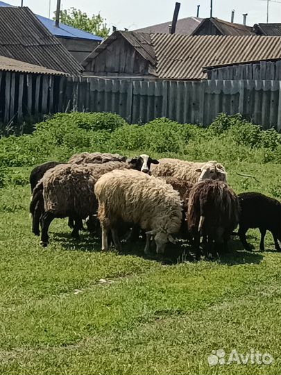 Овцы, бараны, стадо овец