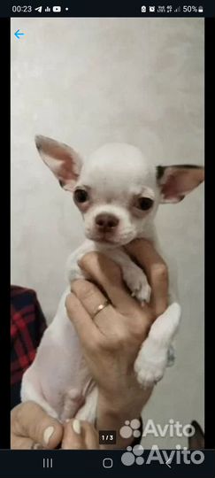 Чихуахуа мини вязка
