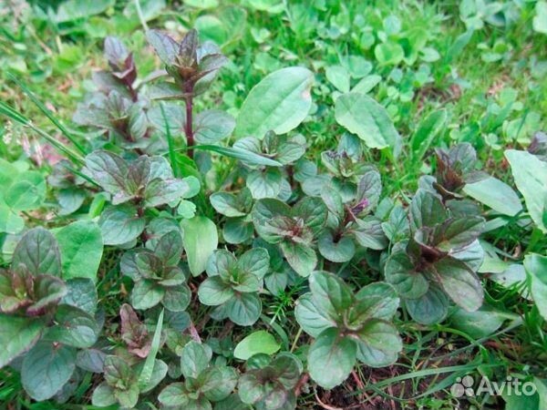 Мята несколько сортов. Тимьян / чабрец