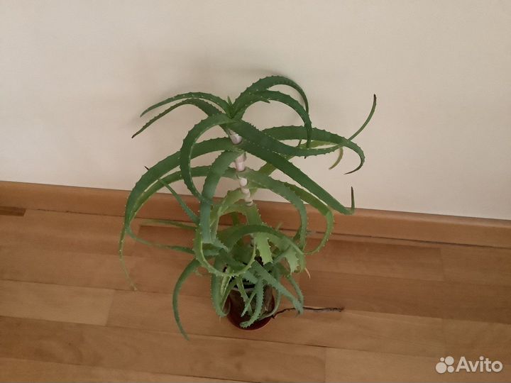 Алоэ столетник лечебный 3-4 года