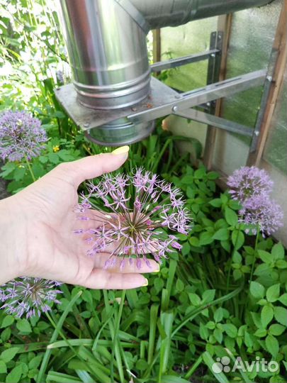 Лук Аллиум декоративный саженцы