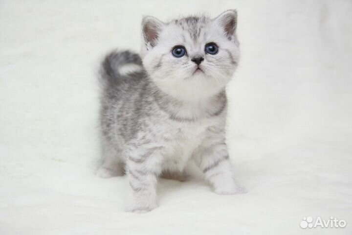 Серебристые короткошерстные котята