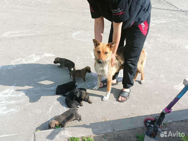 Собака в добрые руки щенок