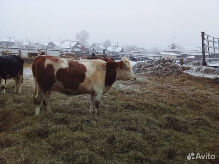 Продается корова и стельная телка