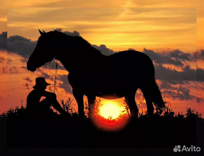 Конные прогулки