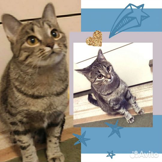 Котенок в добрые руки