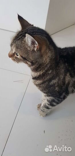 Кошка в дар