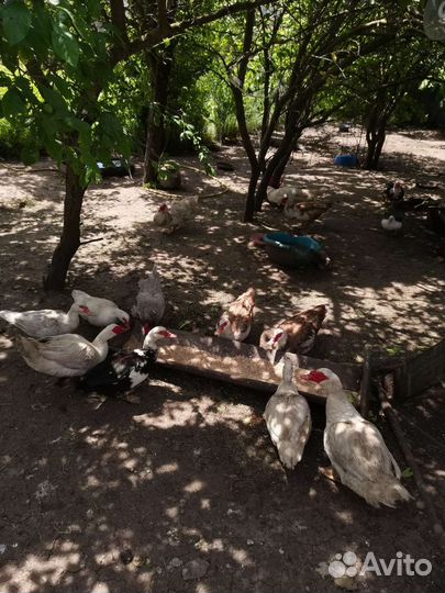 Утиные яйца