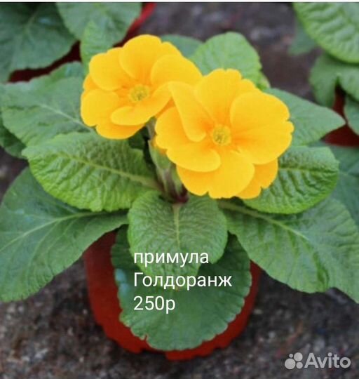 Примулы сортовые