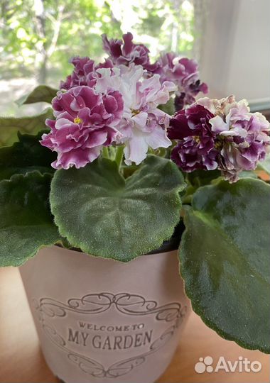 Листочки фиалок