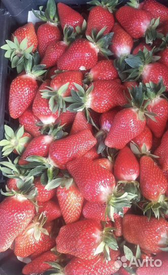 Клубника Лючия Очень Сладкая Новинка