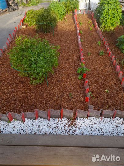 Скорлупа кедрового ореха