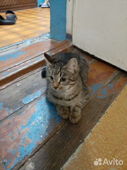 Котята