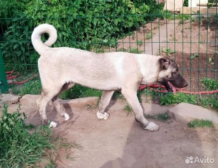 Кангал. Кангальская овчарка. Щенки кангала. Вязка